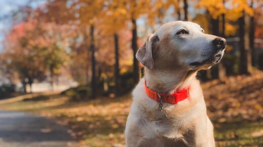 Nomes populares para cães